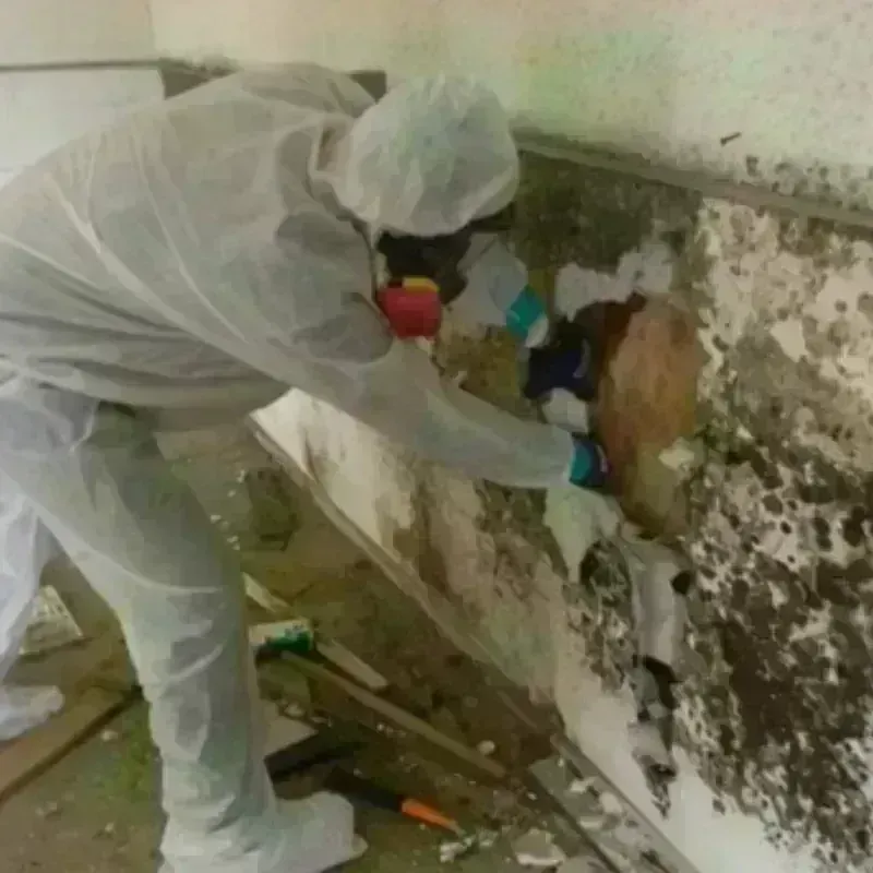 Mold Remediation and Removal in Walnut, IL